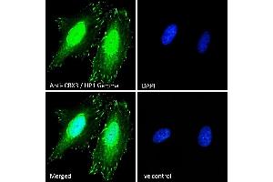 (ABIN185493) Immunofluorescence analysis of paraformaldehyde fixed HeLa cells, permeabilized with 0. (CBX3 Antikörper  (Internal Region))
