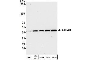 Western Blotting (WB) image for anti-alpha- and gamma-Adaptin Binding Protein (AAGAB) (AA 265-315) antibody (ABIN7452795)
