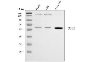 Western blot analysis of Sulfite oxidase/SUOX using anti-Sulfite oxidase/SUOX antibody (ABIN7600212).