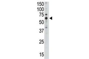 Image no. 1 for anti-Sialic Acid Binding Ig-Like Lectin 5 (SIGLEC5) (C-Term) antibody (ABIN357144) (SIGLEC5 Antikörper  (C-Term))