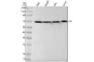 Western blot analysis of FUS using anti-FUS antibody (ABIN7604901).