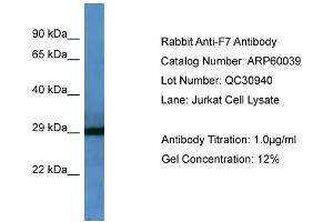 WB Suggested Anti-F7  Antibody Titration: 0. (Factor VII Antikörper  (Middle Region))