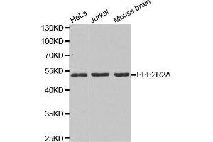 Western blot analysis of extracts of various cell lines, using PPP2R2A antibody. (PPP2R2A Antikörper  (AA 1-447))