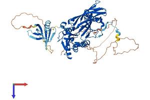 CARM1 Protein (AA 1-608) (His tag)