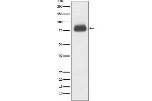 Western blot analysis of CD36 expression in 3T3 cell lysate.
