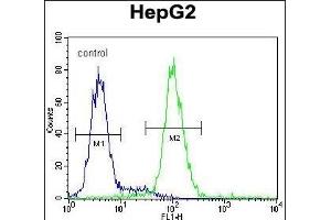 PSMD7 Antibody (C-term) (ABIN650763 and ABIN2839523) flow cytometric analysis of HepG2 cells (right histogram) compared to a negative control cell (left histogram).