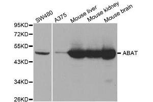 Western Blotting (WB) image for anti-4-Aminobutyrate Aminotransferase (ABAT) antibody (ABIN1876487) (ABAT Antikörper)