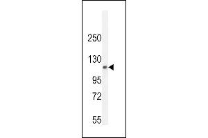 PHF12 Antibody (C-term) (ABIN655082 and ABIN2844716) western blot analysis in mouse lung tissue lysates (35 μg/lane). (PHF12 Antikörper  (C-Term))