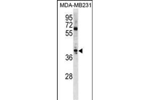 ATOH1 Antibody (C-term) (ABIN1881085 and ABIN2839053) western blot analysis in MDA-M cell line lysates (35 μg/lane).
