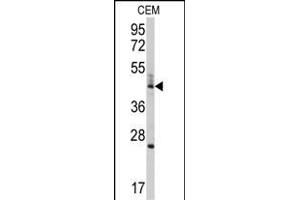Western blot analysis of anti-BCL2L13 Antibody (Center) (ABIN392361 and ABIN2841998) in CEM cell line lysates (35 μg/lane). (BCL2L13 Antikörper  (AA 197-225))