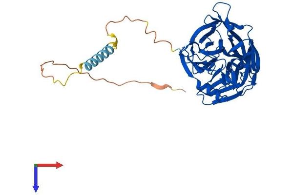 CANT1 Protein (AA 1-403) (His tag)