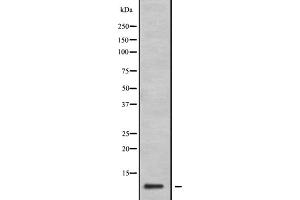 Western blot analysis of GNG11 expression in 293T lysate,The lane on the left is treated with the antigen-specific peptide. (GNG11 Antikörper  (N-Term))
