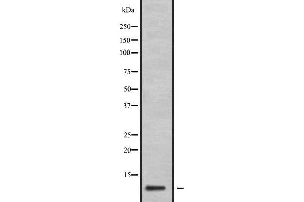 GNG11 anticorps  (N-Term)