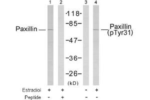 Image no. 1 for anti-Paxillin (PXN) (Tyr31) antibody (ABIN197425) (Paxillin Antikörper  (Tyr31))