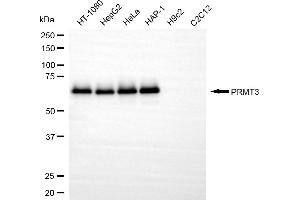 Western blotting analysis using PRMT3 antibody (ABIN7799970).