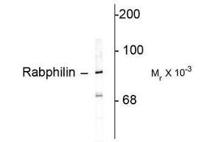Image no. 1 for anti-Rabphilin 3A (RPH3A) (C-Term) antibody (ABIN372709)