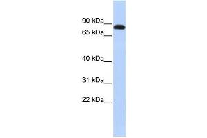 Western Blotting (WB) image for anti-Desmocollin 3 (DSC3) antibody (ABIN2458921) (Desmocollin 3 Antikörper)