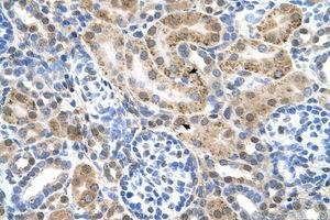 Image no. 1 for anti-Organic Cation Transporter 3 (OCT3) (AA 46-95) antibody (ABIN6736661) (SLC22A3 Antikörper  (AA 46-95))