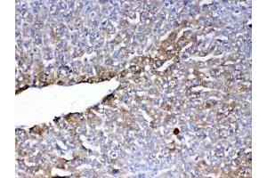 IHC testing of FFPE mouse liver tissue with PON1 antibody at 1ug/ml. (PON1 Antikörper)