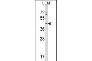 PRKAR1B Antibody (N-term) (ABIN1539464 and ABIN2848837) western blot analysis in CEM cell line lysates (35 μg/lane). (PRKAR1B Antikörper  (N-Term))
