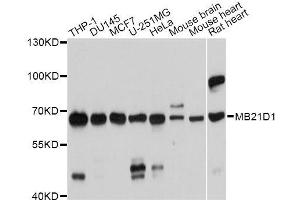 Western blot analysis of extracts of various cell lines, using MB21D1 antibody. (C6orf150 Antikörper  (AA 350-522))