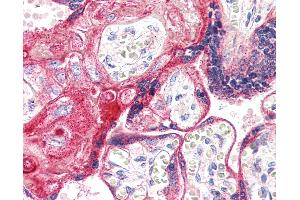 Anti-EP2 antibody IHC of human placenta. (PTGER2 Antikörper  (Internal Region))