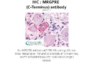 Image no. 1 for anti-MAS-Related GPR, Member E (MRGPRE) (C-Term) antibody (ABIN1737067) (MRGPRE Antikörper  (C-Term))