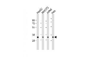 All lanes : Anti-RPS2 Antibody (N-Term) at 1:2000 dilution Lane 1: HepG2 whole cell lysate Lane 2: NIH/3T3 whole cell lysate Lane 3: Jurkat whole cell lysate Lane 4: Hela whole cell lysate Lysates/proteins at 20 μg per lane. (RPS2 Antikörper  (AA 45-79))