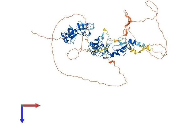 ABLIM2 Protein (AA 1-611) (His tag)