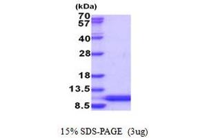 Heat Shock Factor Binding Protein 1-Like 1 (HSBP1L1) (AA 1-74) protein (His tag)