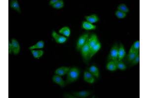 Immunofluorescence staining of HepG2 cells with ABIN7154988 at 1:100, counter-stained with DAPI. (HBG2 Antikörper  (AA 2-147))