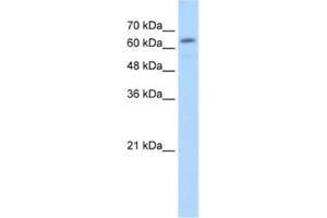Western Blotting (WB) image for anti-Glucuronidase, beta (GUSB) antibody (ABIN2462794) (Glucuronidase beta Antikörper)