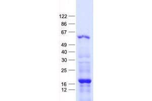 Validation with Western Blot (ZFP57 Protein (His tag))