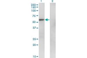 Western Blotting (WB) image for anti-Zinc Finger Protein 207 (ZNF207) (AA 1-111) antibody (ABIN599016) (ZNF207 Antikörper  (AA 1-111))
