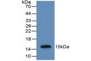Detection of Recombinant AMH, Rat using Polyclonal Antibody to Anti-Mullerian Hormone (AMH) (AMH Antikörper  (AA 447-553))
