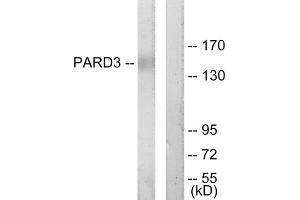 Western blot analysis of extracts from COLO205 cells, using PARD3 antibody. (PARD3 Antikörper  (C-Term))