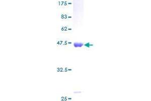 NCS1 Protein (AA 1-190) (GST tag)