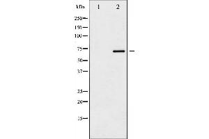Western blot analysis of SOX-9 phosphorylation expression in NIH-3T3 whole cell lysates,The lane on the left is treated with the antigen-specific peptide. (SOX9 Antikörper  (pSer181))