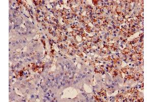 Immunohistochemistry of paraffin-embedded human adrenal gland tissue using ABIN7166476 at dilution of 1:100 (PTMA Antikörper  (AA 5-110))