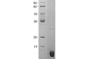 Validation with Western Blot (S100P Protein (His tag))