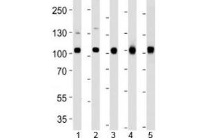 Western blot analysis of lysate from 1) MCF-7, 2) U251, 3) mouse NIH3T3, 4) rat C6 cell line and 5) mouse liver tissue using VCP antibody at 1:1000. (VCP Antikörper)