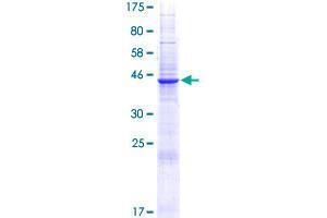 Image no. 1 for CD300e Molecule (CD300E) (AA 1-205) protein (GST tag) (ABIN1348606) (CD300E Protein (AA 1-205) (GST tag))