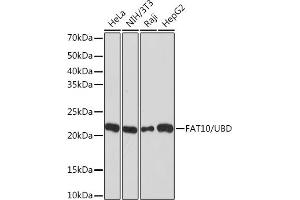 Western blot analysis of extracts of various cell lines, using F/UBD Rabbit mAb (ABIN7271134) at 1:1000 dilution.