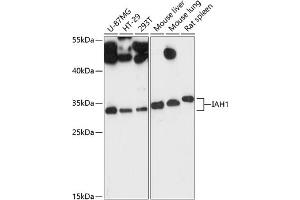Western blot analysis of extracts of various cell lines, using I antibody (ABIN6133387, ABIN6142110, ABIN6142111 and ABIN6217805) at 1:3000 dilution. (IAH1 Antikörper  (AA 1-248))