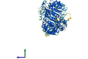 Protein Structure (PS) image for NLR Family, Pyrin Domain Containing 14 (NLRP14) (AA 1-993) protein (His tag) (ABIN7564038)