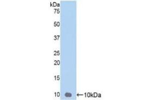 Detection of Recombinant GROg, Human using Polyclonal Antibody to Chemokine (C-X-C Motif) Ligand 3 (CXCL3) (CXCL3 Antikörper  (AA 35-107))