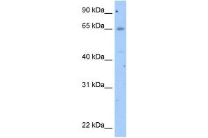 WB Suggested Anti-OCLN Antibody Titration:  2. (Occludin Antikörper  (N-Term))