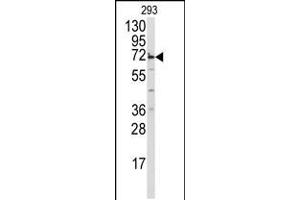 Western blot analysis of anti-MIPEP Antibody in 293 cell line lysates (35ug/lane) (MIPEP Antikörper  (AA 307-336))
