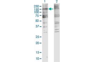 Western Blot analysis of COL5A2 expression in transfected 293T cell line by COL5A2 MaxPab polyclonal antibody. (COL5A2 Antikörper  (AA 1-1139))