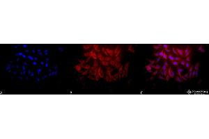Immunocytochemistry/Immunofluorescence analysis using Rabbit Anti-Hsp27 Polyclonal Antibody . (HSP27 Antikörper  (APC))